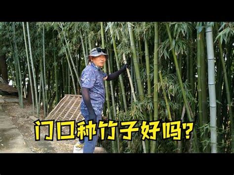 門口放竹子|【門口種竹子】風水大揭秘！門口種竹子到底招財還是招禍？